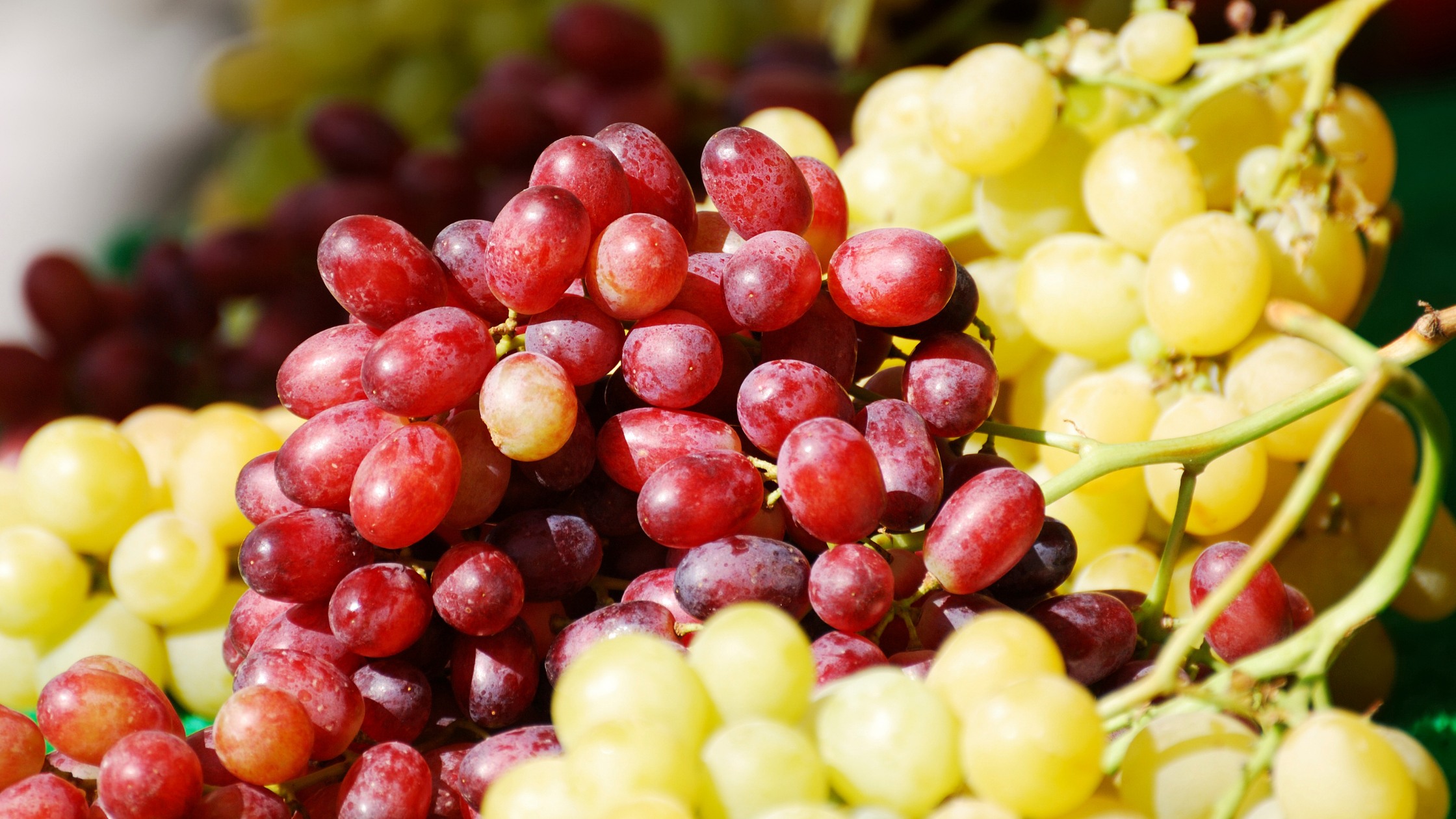 11 Amazing Health Benefits of Consuming Grapes Daily